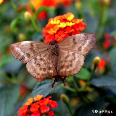 妖月传说手游下载
